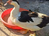 pato criollo doméstico — foto 3