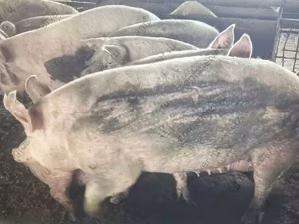 Sow, Pigs — Russia