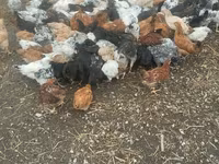 Chickens — photo 4