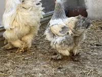Brahma — foto 2