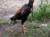 Chickens — الصورة 1