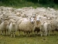Ziegenbock, Ziegen — Foto 2
