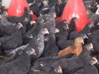 Chickens — photo 2