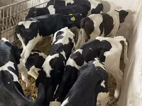 Toro, Raza Holstein — foto 5