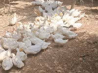 Deutscher Pekin — Foto 2