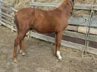 Hengst, Horse breed — Foto 3
