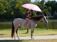 فرس, Skyros Pony — الصورة 8