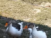 Geese — फ़ोटो 1