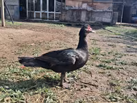 Ducks — Foto 1