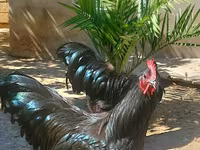 Gallo de pelea de fosa australiano — foto 2