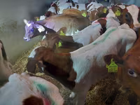 Bulle, Simmental cattle — Foto 1