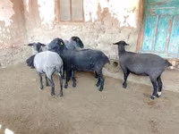भेड़, Romanov sheep — फ़ोटो 5
