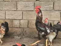 Chickens — الصورة 1