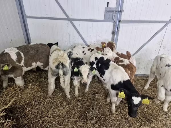 Rinder (Partie, Geschlecht nicht angegeben), Simmental cattle