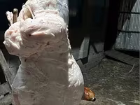 公羊, Sheep — 照片 2