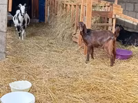 बकरी, Saanen goat — फ़ोटो 4
