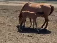 母马, Horses — 照片 2