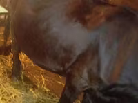 Cow, Cattle — photo 2
