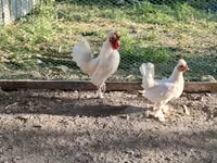Chickens — 照片 2