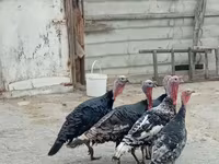 Turkeys — Foto 1