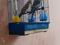 Növ: Nimfa (Cockatiel) cütlük Təsvir: Şəkillərdə göründüyü kimi iki — Foto 2