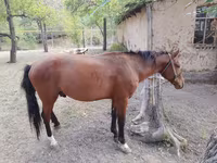 Hengst, Karachay horse — Foto 5