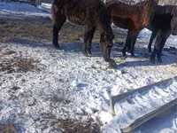 Hengst, Yakutian horse — Foto 1