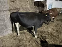 Сиыр, Russian Black pied cattle — 1-сурет