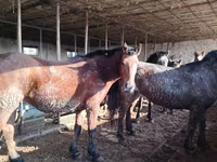 Madyan, Atlar — foto 4
