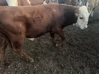 ثور, Simmental cattle — الصورة 4