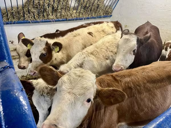 بقرة, Simmental cattle