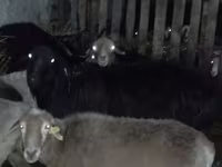 كبش, Hissar sheep — الصورة 1