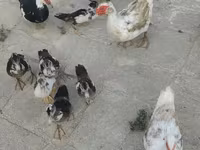 डोमेस्टिक मस्कोवी — फ़ोटो 8