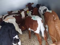 Bulle, Simmental cattle — Foto 7
