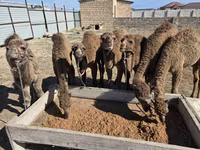 母骆驼, Kazakh Bactrian camel — 照片 2