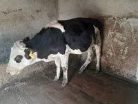 Bulle, Russian Black pied cattle — Foto 4
