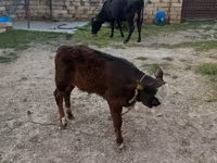 Сиыр, Simmental cattle — 4-сурет