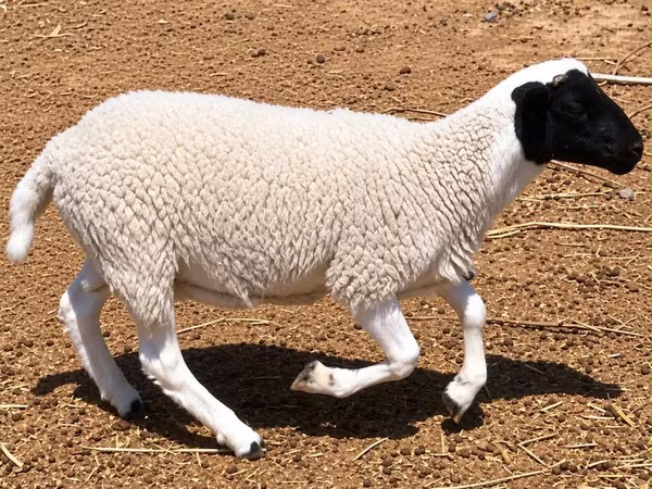 Баран, Dorper sheep