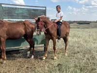 Hengst, Kazakh horse — Foto 1