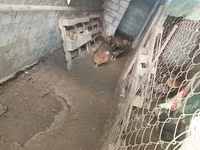 Chickens — 4-сурет