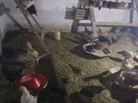 Chickens — 2-rasm