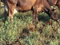 Kuh, Holstein-Rasse — Foto 7