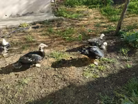 Ducks — फ़ोटो 2