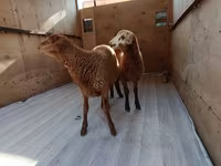 كبش, الأغنام — الصورة 2