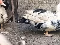 Ducks — фото 1