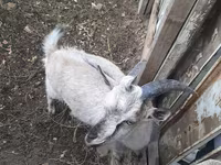 تيس, Alpine goat — الصورة 3