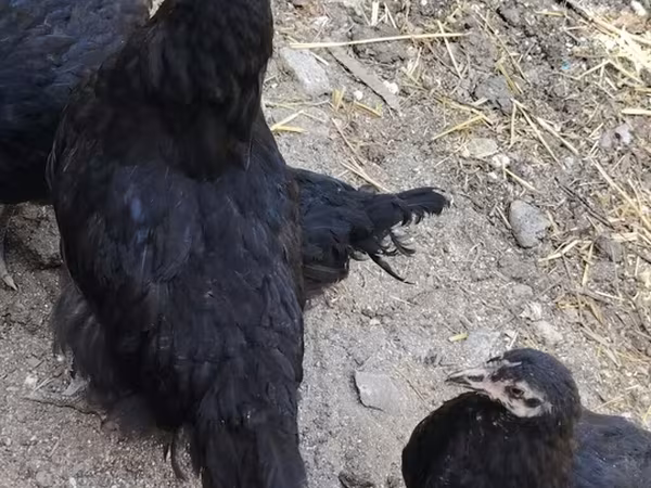 Chickens