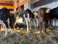 Rinder (Partie, Geschlecht nicht angegeben), Simmental cattle — Foto 1