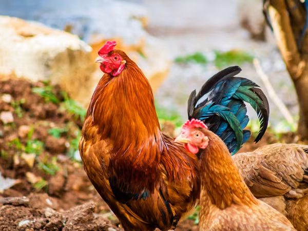 Chickens