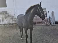 حصان, Thoroughbred horse — الصورة 2
